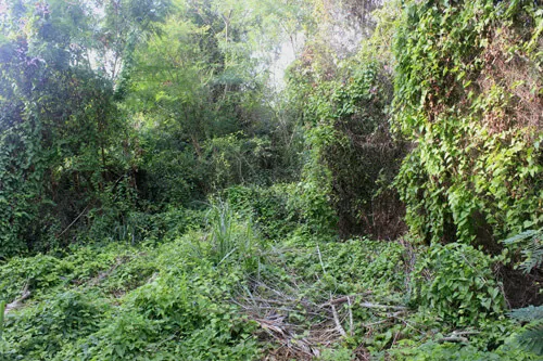 Garden clearance services from Call2Collect